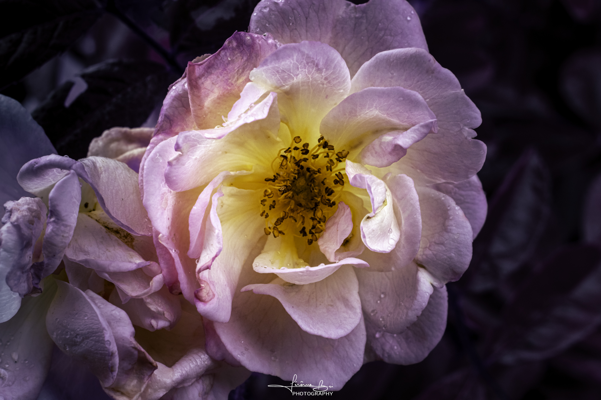 Flower Close-Ups image